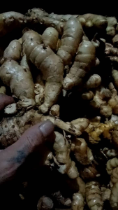 temu putih/temulawak putih fres isi 1 kg