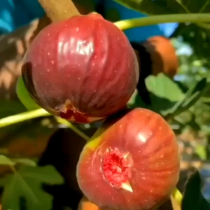 400 BUTIR BENIH TANAMAN BUAH TIN | ARA MERAH