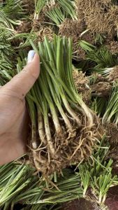 ต้นพันธุ์กุยช่าย 1ชุด100ต้นขุดสดใหม่