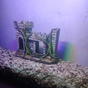 Dekorasi Aquarium Kastil: Ornamen Aquascape untuk Rumah