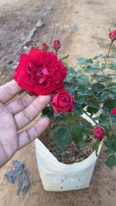 My Rose มายโรส กุหลาบพุ่ม ดอกดกสีแดง แบบถุง