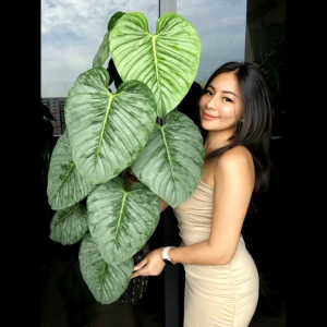 Intan Flora-Media Tanam Aroid Mix Premium Siap Pakai