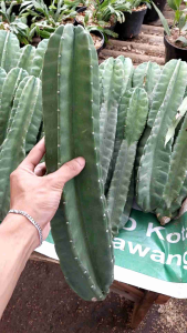 Tanaman Hias Kaktus Koboi Ukuran 30-50cm / Kaktus Belimbing