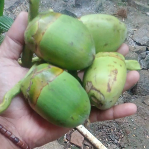 Beluluk Tembeluk Segar Bugar (10 Pcs ) Solusi Sehat Dengan Cepat Cikal Bakal Buah Kelapa Asli Ciamis