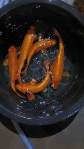 Genuine Japan Koi Orenji 20cm++ from Marusei Farm at 498 per koi