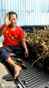 MINYAK PATI BIDARA Paklong man ORIGINAL HERBA