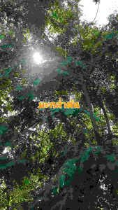 เมล็ดพันธุ์ มะกล่ำต้น Coralwood Tree เมล็ดสำหรับเพาะปลูก แถมทุกออเดอร์