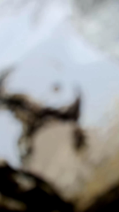 BUKU NOVEL SUNDA JANGJI ASIH - WILUJENG ENJING - PAYUNG BUTUT AHMAD BAKRI ROMAN PONDOK YUS RUSAMSI AAM AMILIA KIBLAT