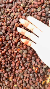 Hạt dỏi rừng nhà trồng ở tây nguyên