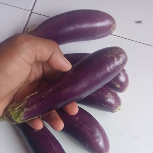 Buah Terung Ungu Asli Ciamis 1 Kg Olahan Sayur Tumis Masak Rebus Enak