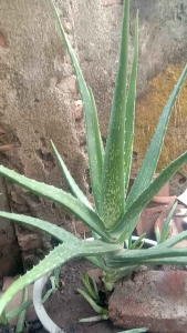 SW Bibit lidah buaya siap tanam sudah ber akar