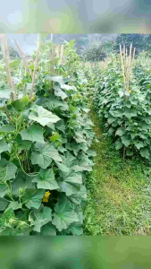 Bibit Benih Timun Lalap REJO F1 Isi 20 Gram You Seed Setara Bandana Panah Merah