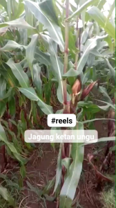 500 Biji Benih Jagung Ketan Ungu Kehitaman