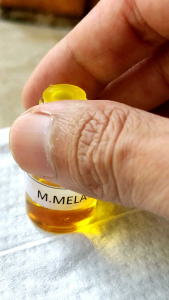 Wewangian parfum melati original warna kuning