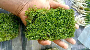 monte carlo bahan tanaman - air aquascape