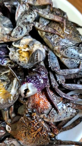 ปูแสมดองเค็ม ปูแสม ( 500 กรัม) ปูดอง ใส่ส้มตำ ตัวล้วนไม่มีน้ำ ปูดองเค็ม ปูดองเค็ม ราคา - Lazada