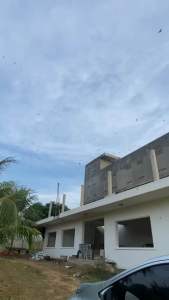 100% nguyên chất- tổ yến thô gãy bể lớn 50g tặng nhíp