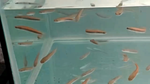 Channa Maru orange riau 6-7cm