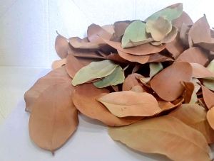 ใบไม้ตามธรรมชาติฤดูใบไม้ผลิคละสีคละไซด์(1ชุด 25ชิ้น)