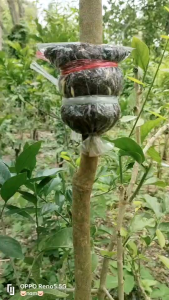 กิ่งตอนผักหวานป่ายอดเหลืองทอง1กิ่ง(กิ่งใหญ่)