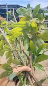 Phân bón kích rễ giâm cành Z01 chai 100ml