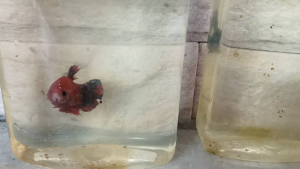 แม่พันธุ์เฮลบอยหางฟ้า