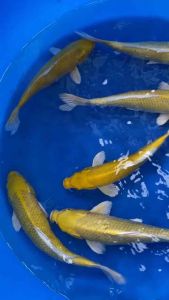 JAPAN YAMABUKI OGON 30-35cm from YAMASAN KOI FARM  RM788 per koi