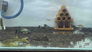 PLECO L191 ROYAL PLECO 3’