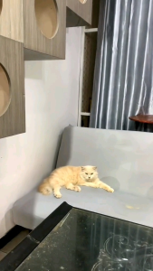 ANTI-VIRUS GUARD 5gr by Golden Paw Obat Virus Calici Distemper Panleu Flu Berat Demam Lemas Panleukopenia Kucing Ampuh Terbaik Pipis Darah Sariawan Super Vita D2  Mencret Diare Agege Saputra Olive Native Obat Kucing Sakit Lemes Diare Mencret