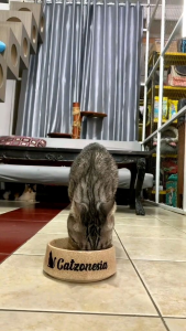 MEOW BOOST Vitamin Kucing Pump 30ml All in One Pelebat Bulu Penggemuk Penambah Nafsu Makan Imunitas Kucing Anabul Gembul Kulit Sehat Anti Rontok Bulu Kucing Obat Pelebat Bulu Kucing Makanan Pakan Kucing Native