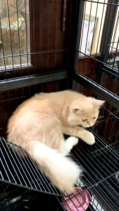 GoWorm by Golden Paw Obat Cacing Untuk Kucing