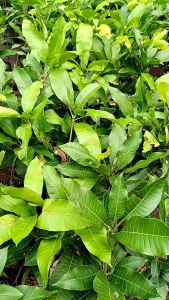 Mangga Manalagi: Manfaat dan Cara Mengonsumsi