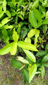 jambu kiojok