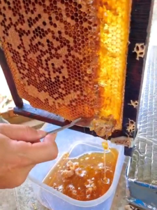 mật ong rừng tự nhiên