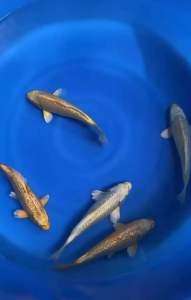 GENUINE JAPAN KOI GINRIN 30cm++ from MARUSHIN FARM  988 per koi + shipping 50