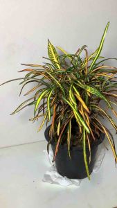 ต้นโกสนไหมสเปน โกสนไหมสเปน ไหมสเปน โกศลไหมสเปน ต้นโกสน โกสน ไม้ตระกูลโกสน ต้นโกสนใบริ้ว โกสนสายไหม สายไหม