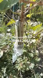 เมล็ดฟักทองเงือก2ใจ(แท้ผสมปิด) แถมทุกออเดอร์