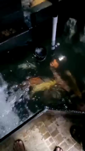 hút mặt hồ cá trơn