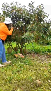 1แถม1ทุเรียน​หมอนทองต้นเตี้ย​ ต้นเสียบยอด หมอนทองพันธุ์​เเตี้ยแท้ ติดผลไวใน2ปี​เนื้อ​อร่อย ต้นไม่สูงดูแลง่าย​คัดทรงกระโดง​ ให้ผลไว เนื้อเยอะ เปลือกบางใส่ในถุงห่อกันดินแตก มัดเชือกกันต้นเคลื่อนกันยอดหักอย่างดี บรรจุลงกล่องต้นไม้ปลอดภัยถึงมือผู้รับแน่นอน