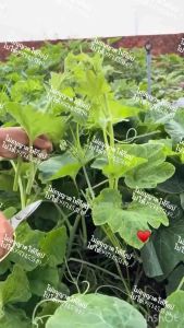 เมล็ดฟักทองกินยอด15-20เมล็ดโปรโมชั่น3แถมฟรี1