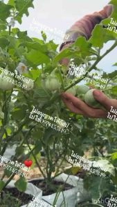 มะเขือเปราะเจ้าพระยาเมล็ด 🫒เมล็ดพันธุ์มะเขือเปราะ เจ้าพระยา 300-500เมล็ด พันธุ์ผลดก ปลูกง่าย