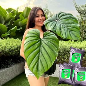 Humus Bambu Fermentasi: Media Tanam Terbaik Siap Pakai