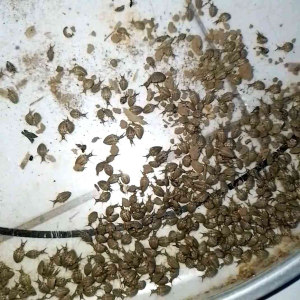 Undur2 pakan burung per 100 ekor