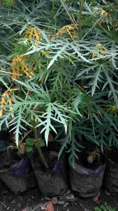 Bibit Tanaman Herbal Jarak Tintir Tanaman Yodium Tanaman Herbal Betadin