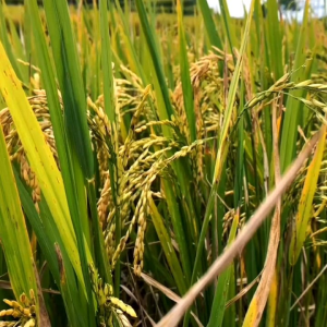 (5KG) Benih Padi CILIWUNG 02 Bibit padi unggul gabah super berkualitas