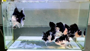 GOLDFISH ORANDA PANDA BUTTERFLY TAIL ( AFTER ORDER CAN CHOOSE)