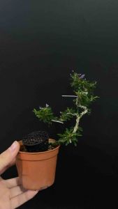 Blue Bell mini leaves Bonsai plant outdoor plant flower plant 小叶凌珊(bonsai plant/live plant/outdoor plant） 盆景