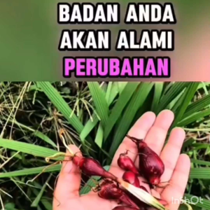 独脚丝茅】Bawang Merah Dayak/Halal (organic /有机&天然)0号100粒/capsules
