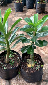 Tanaman Hias Bunga Kamboja Adenium Lokal