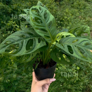 พลูฉลุ กระถาง 4 นิ้ว ต้นไม้ฟอกอากาศวางได้ทุกห้องเลี้ยงง่าย ปลูกได้ทั้งในน้ำและในกระถาง